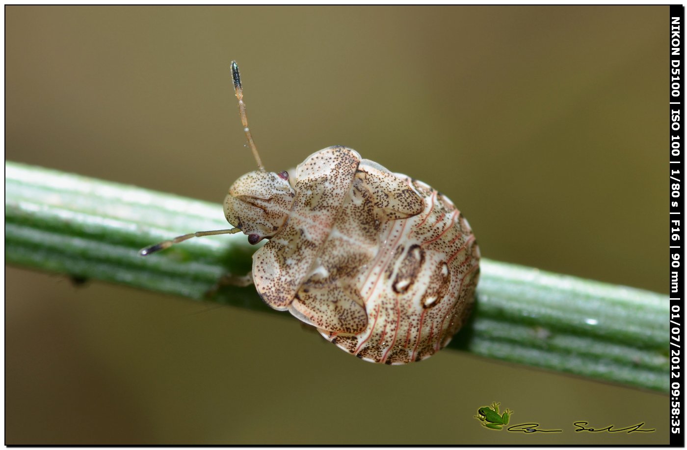 Pentatomidae: Dyroderes umbraculatus (juv)  della Sardegna