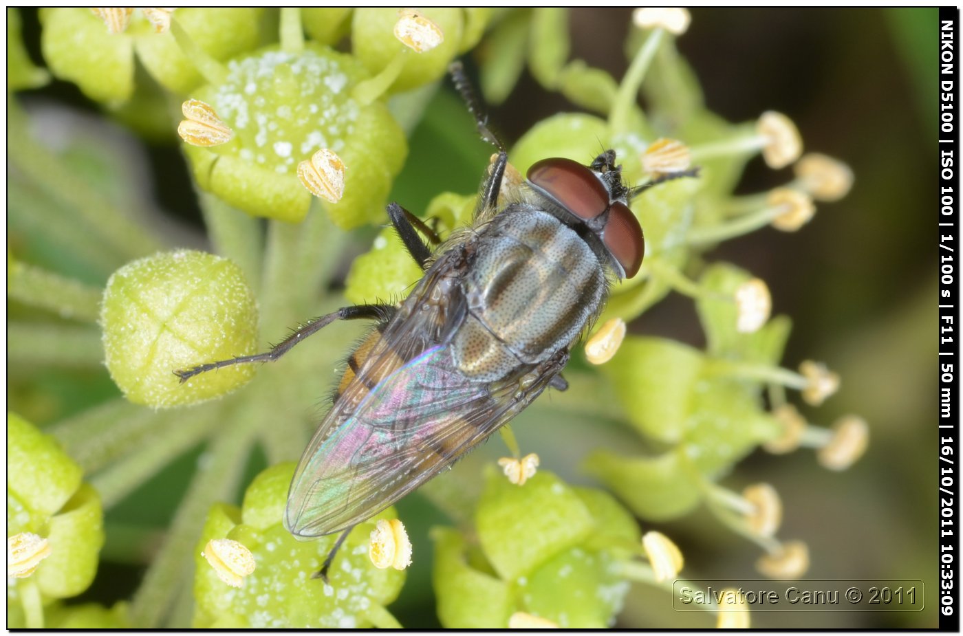 Stomorhina lunata