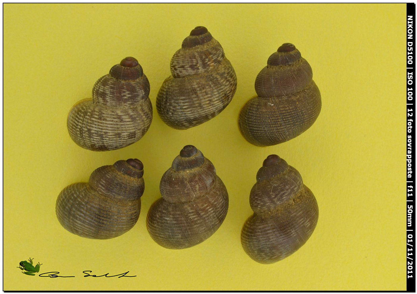 Pomatias elegans