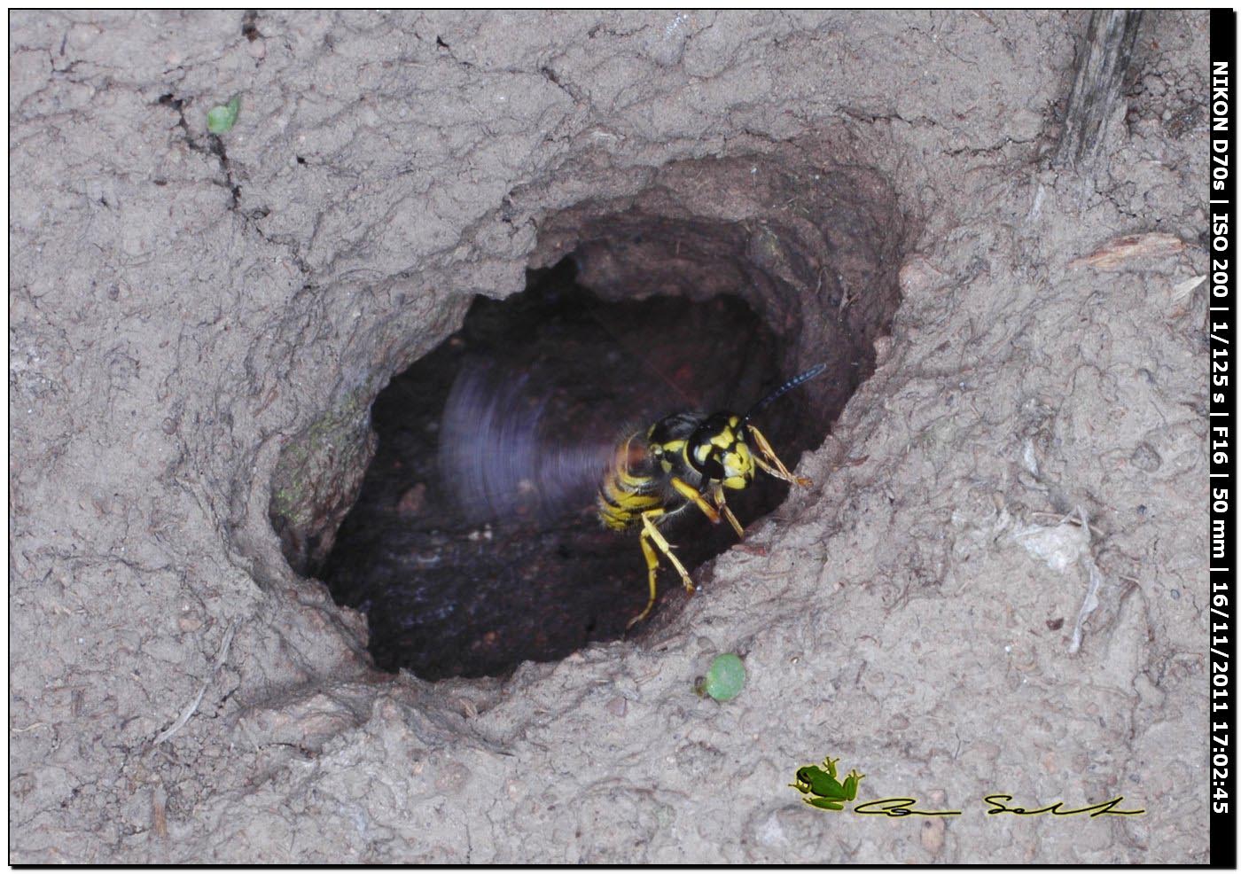 Vespula germanica?