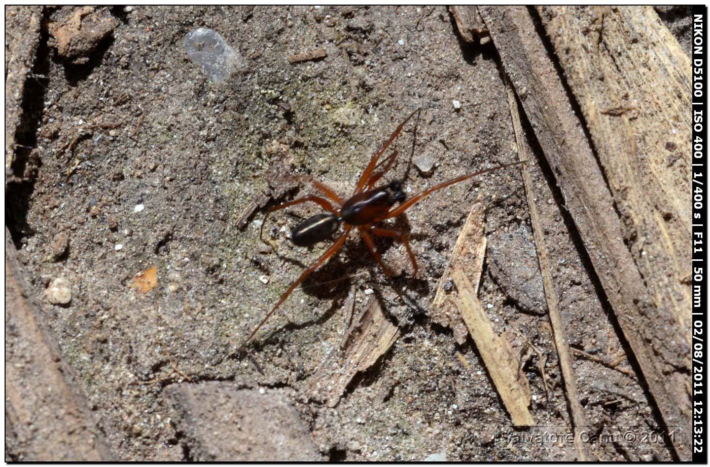 Neriene clathrata