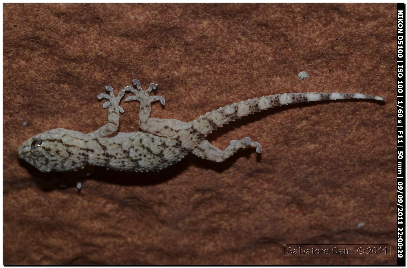 Cyrtopodion kotschyi??  (Tarentola mauritanica)