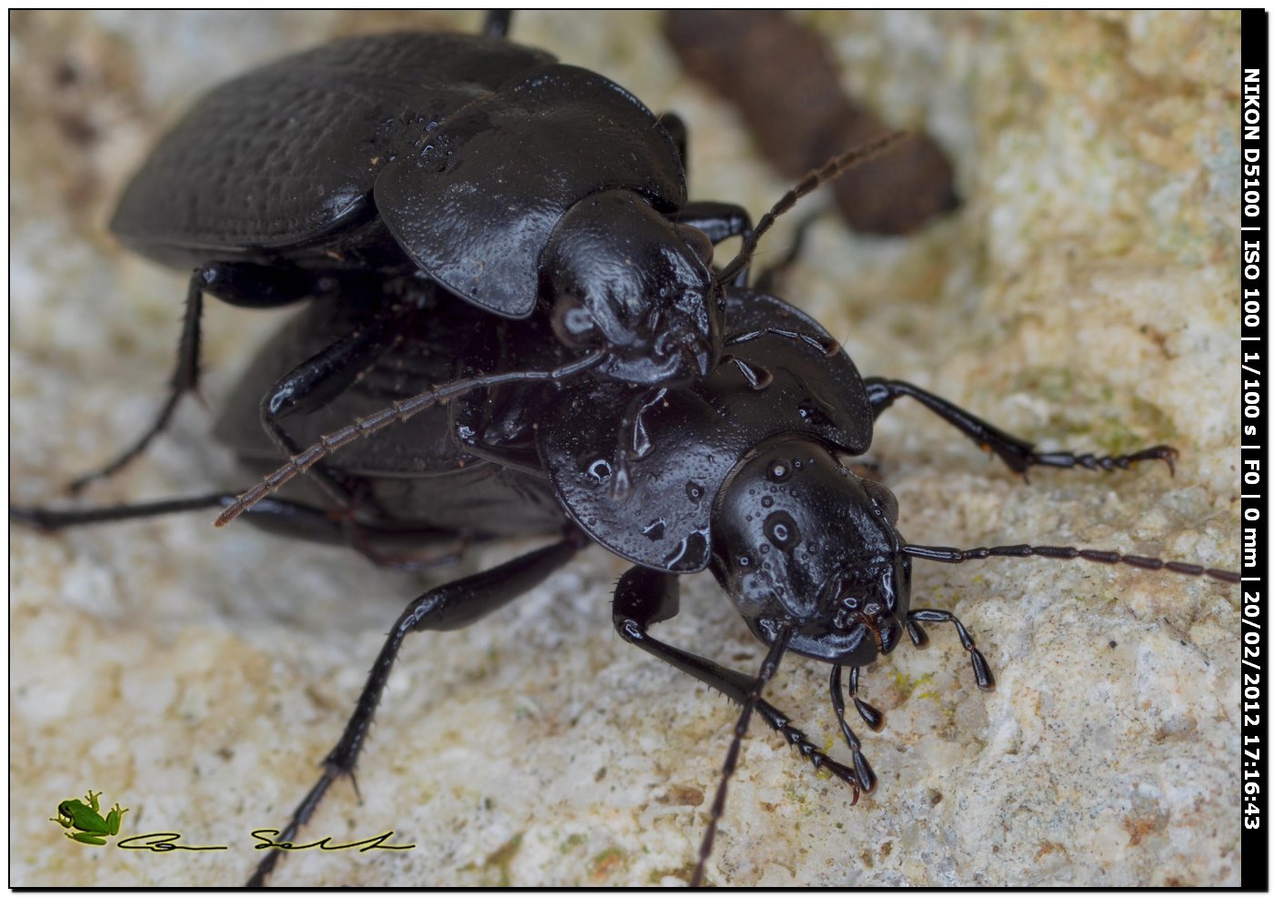 Licinus punctatulus