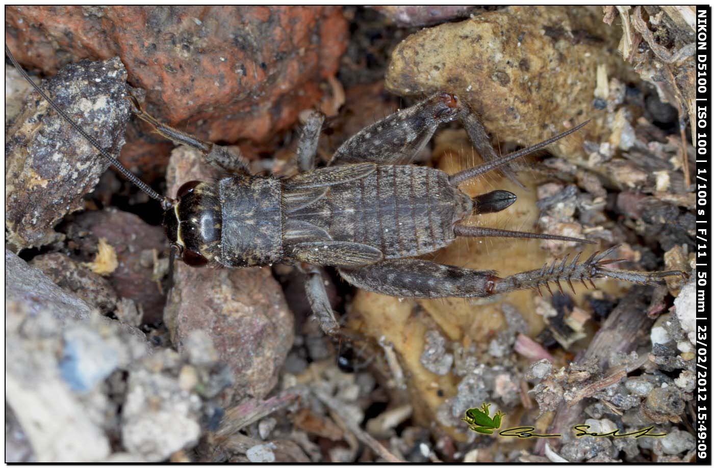 Eumodicogryllus bordigalensis da Uri