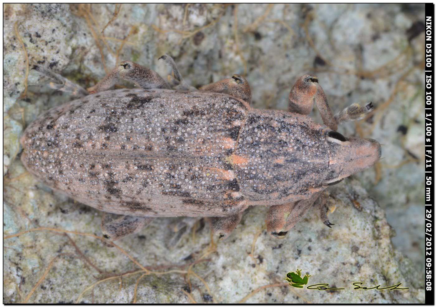 Curculionidae da Usini per id.