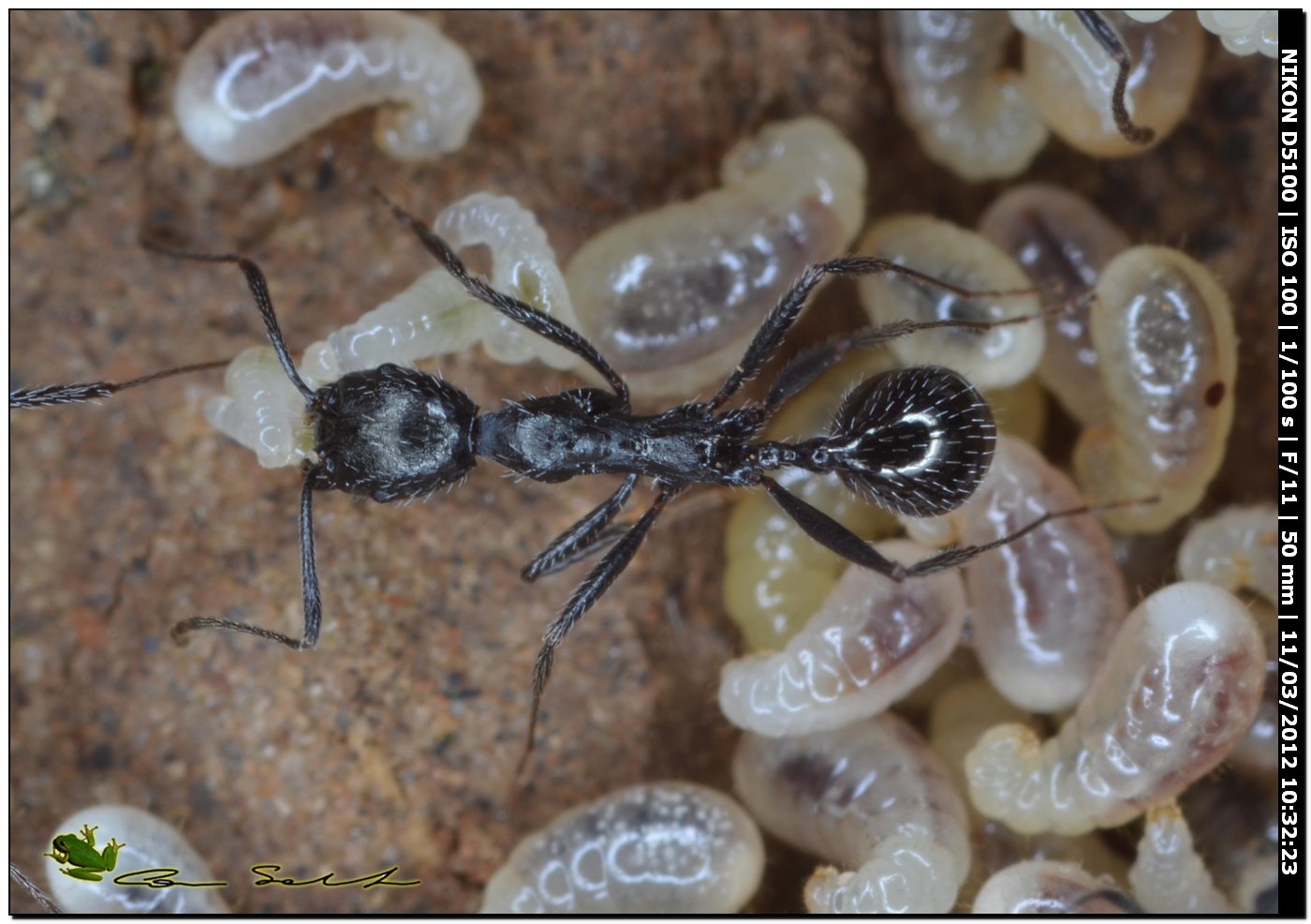 Formiche Messor sp.? con larve. No. Aphaenogaster spinosa