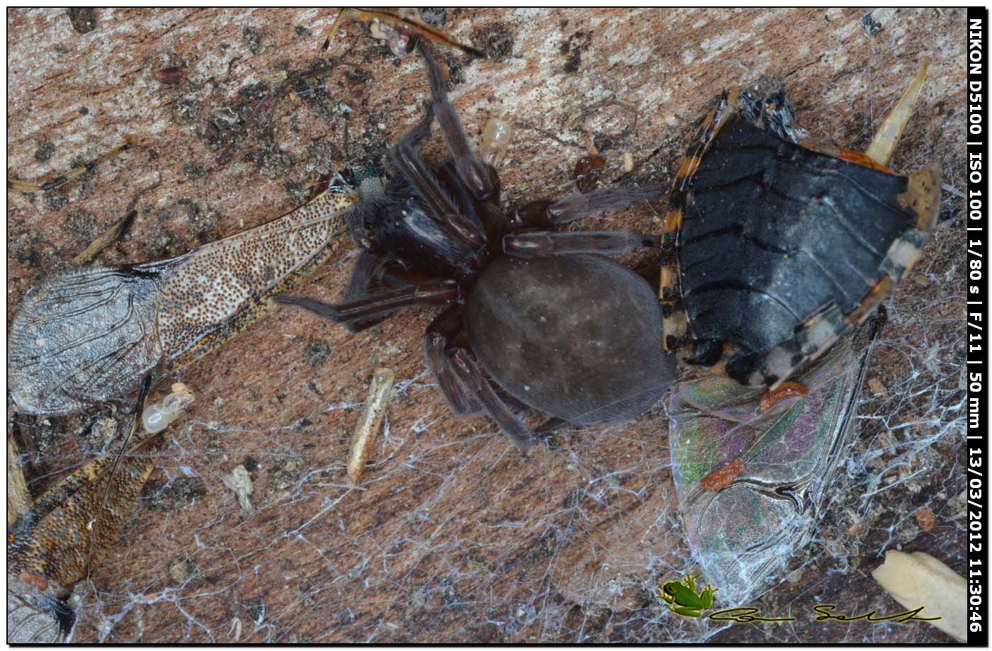 Amaurobius sp.