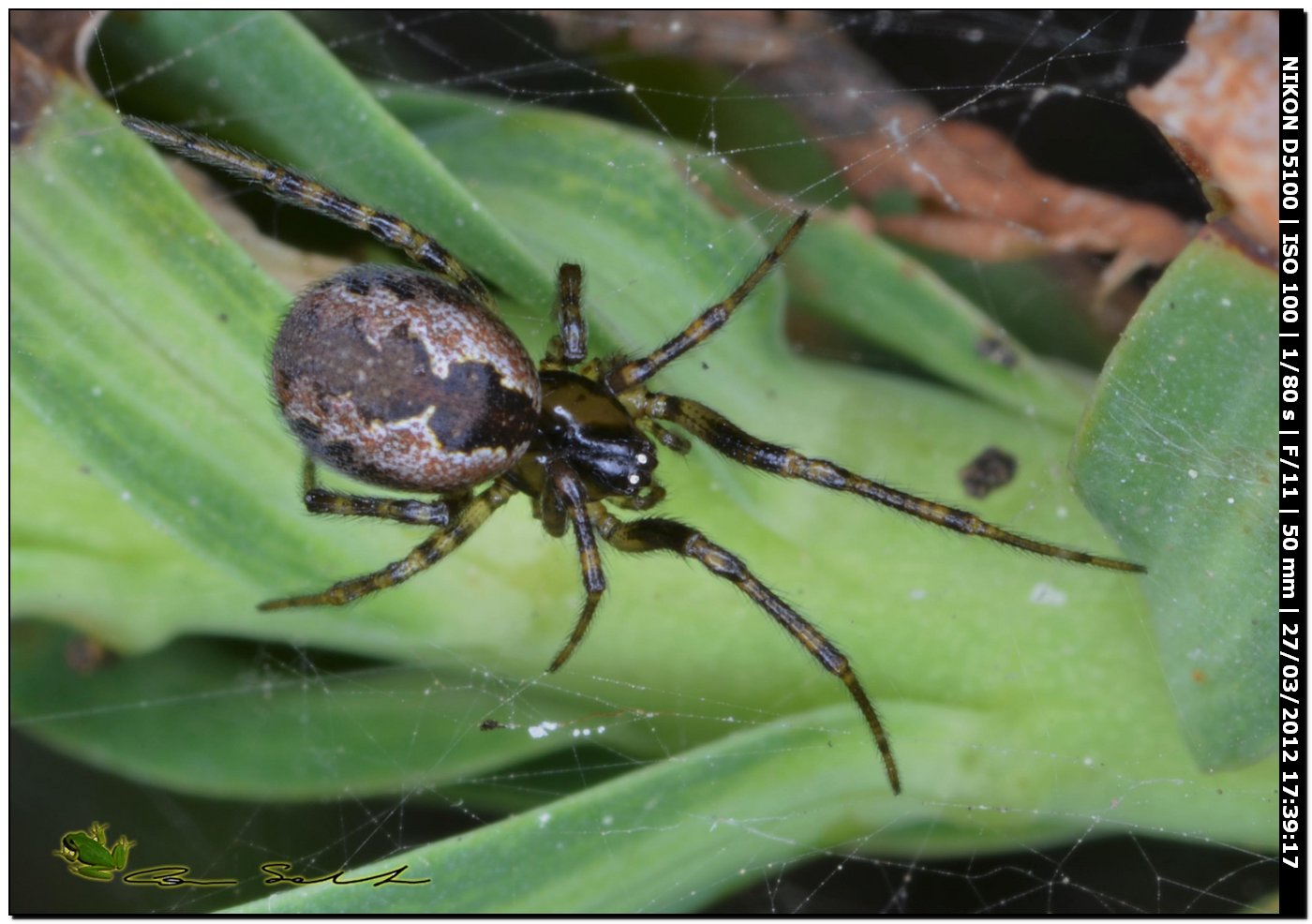 Kochiura aulica