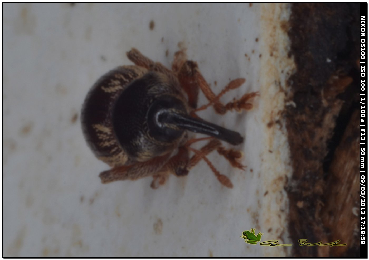 Mini curculionidae da Usini (Pachytychius hordei squamosus)