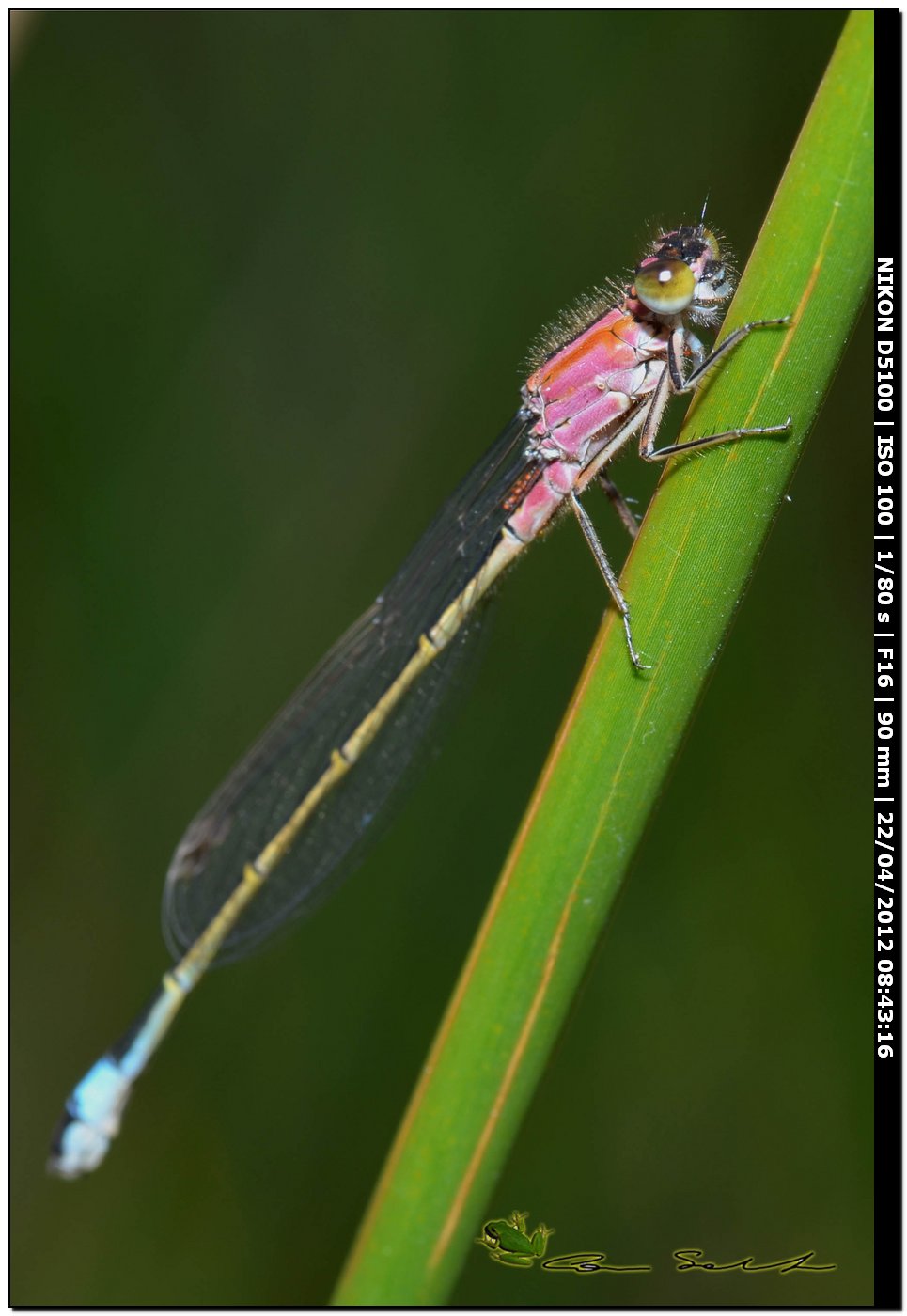 Ischnura genei