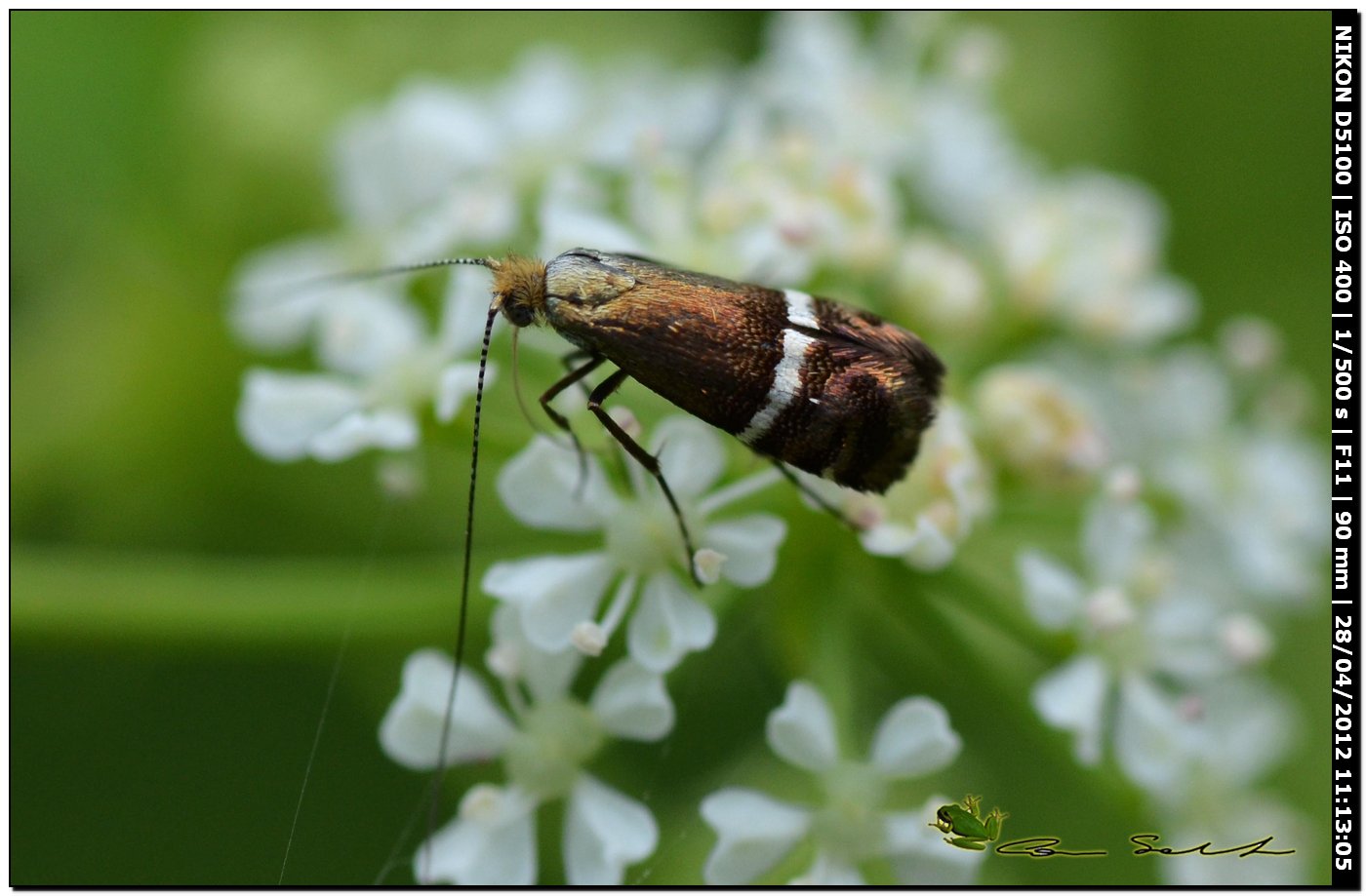 Tortricidae da id.