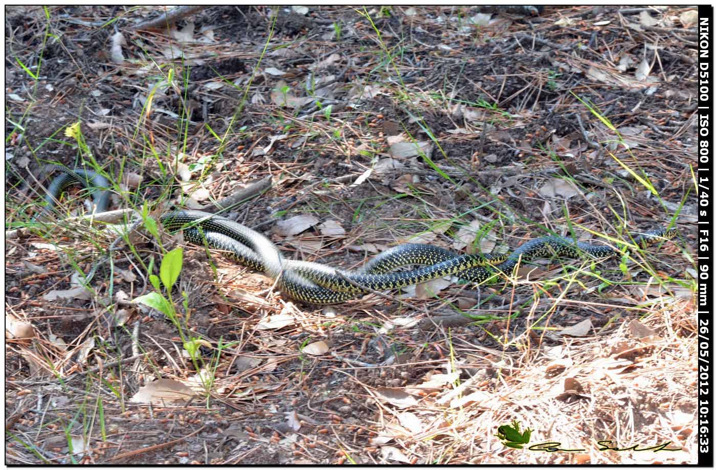 Hierophis viridiflavus, accoppiamento