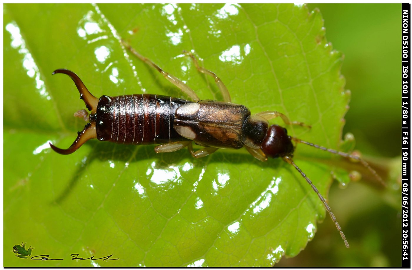 Forficula auricularia ♂