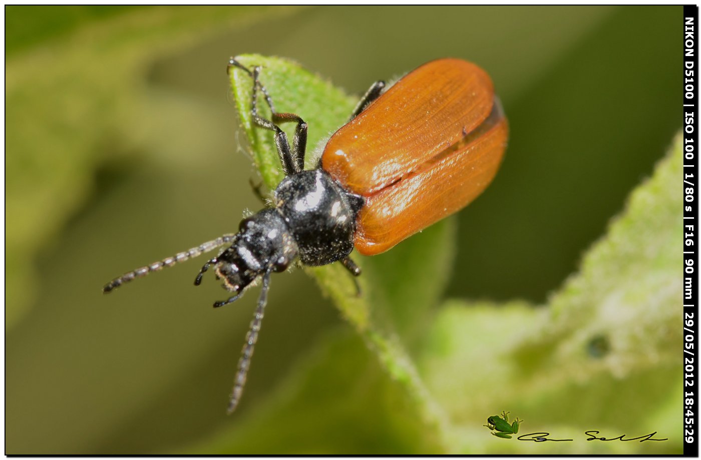 Cerambycidae? No. Omophlus sp. (Tenebrionidae)