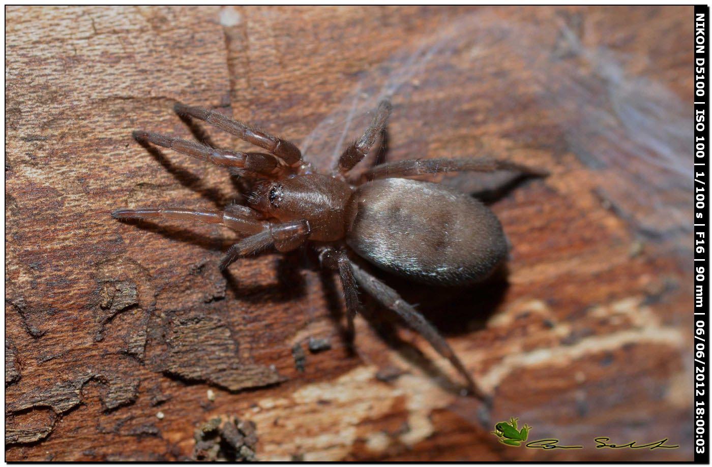 Scotophaeus sp.