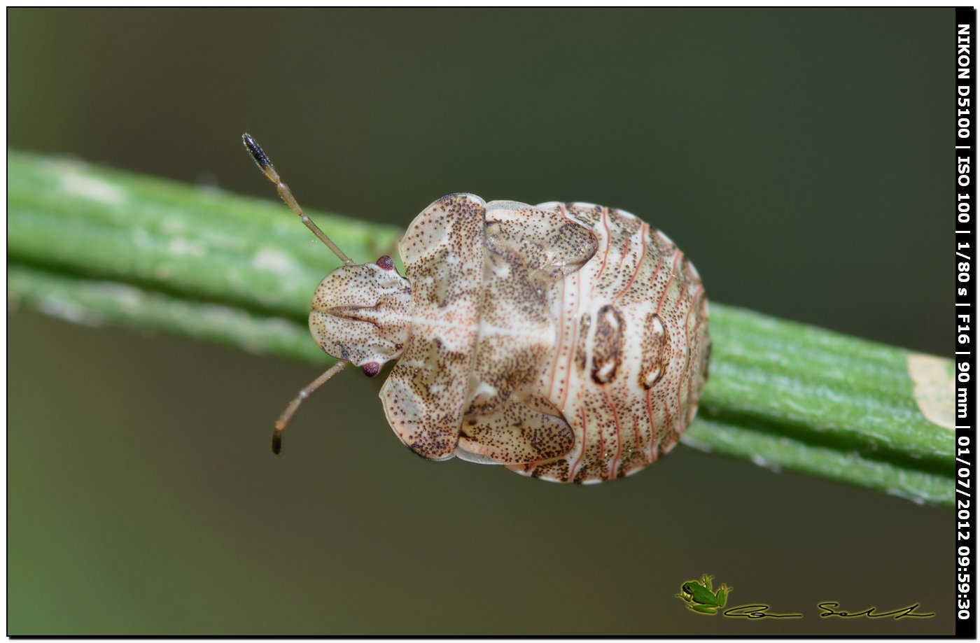 Pentatomidae: Dyroderes umbraculatus (juv)  della Sardegna