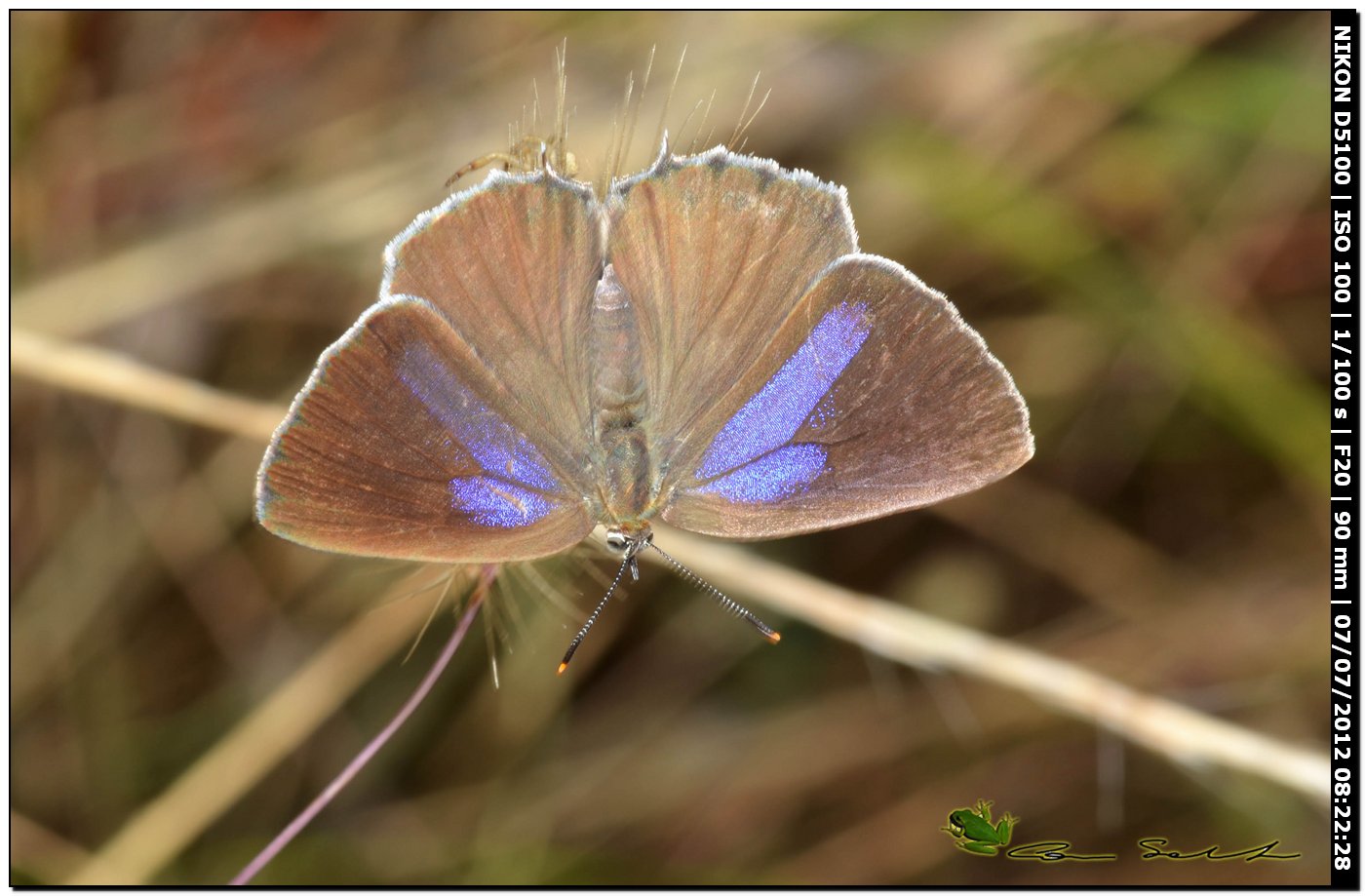 Lycaenidae: Favonius (ex  Neozephirus) quercus