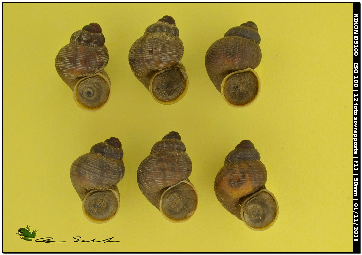 Pomatias elegans