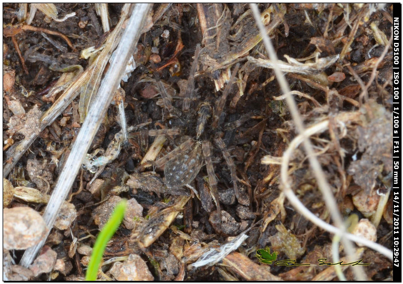 Pardosa sp.
