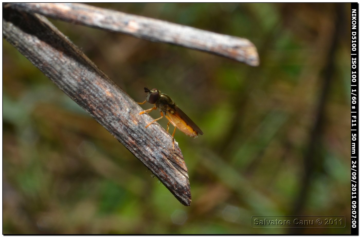 Platycheirus fulviventris