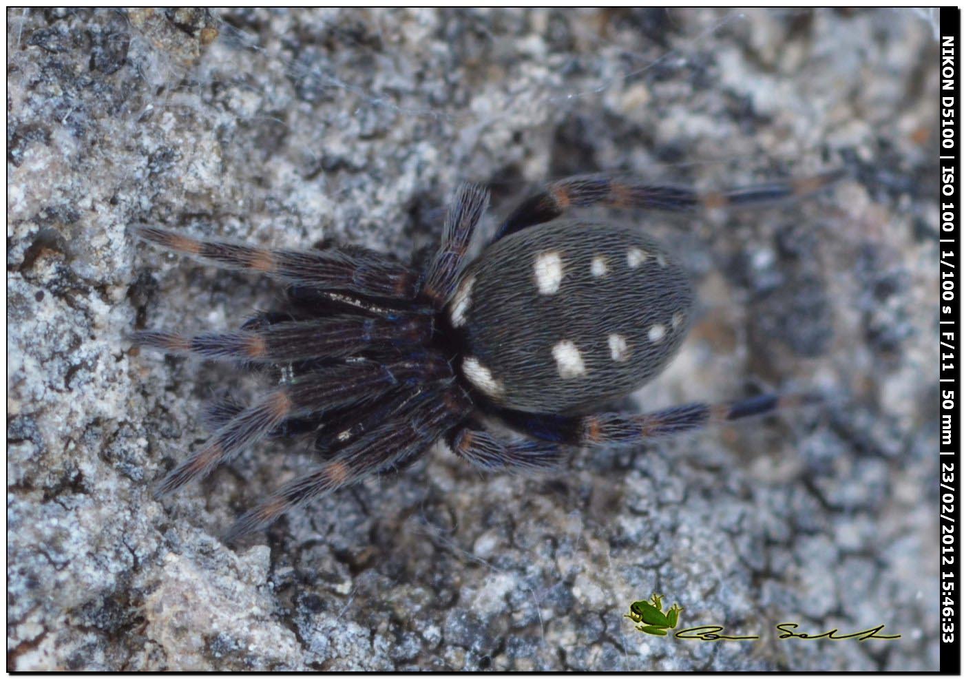 Nurscia albomaculata da Uri