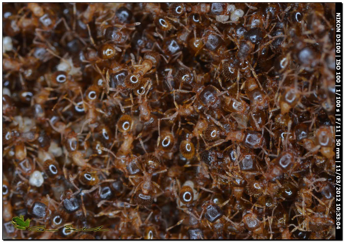 Pheidole con larve? No. Tetramorium sp.