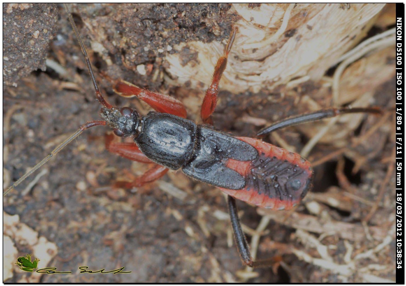 Reduviidae: Ectomocoris ululans dalla Sardegna (Bessude )