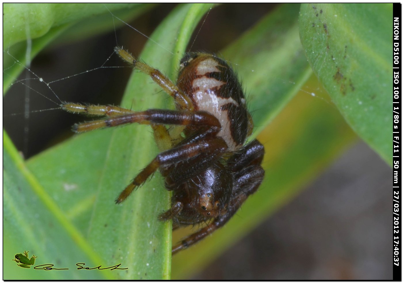 Synema globosum da Usini