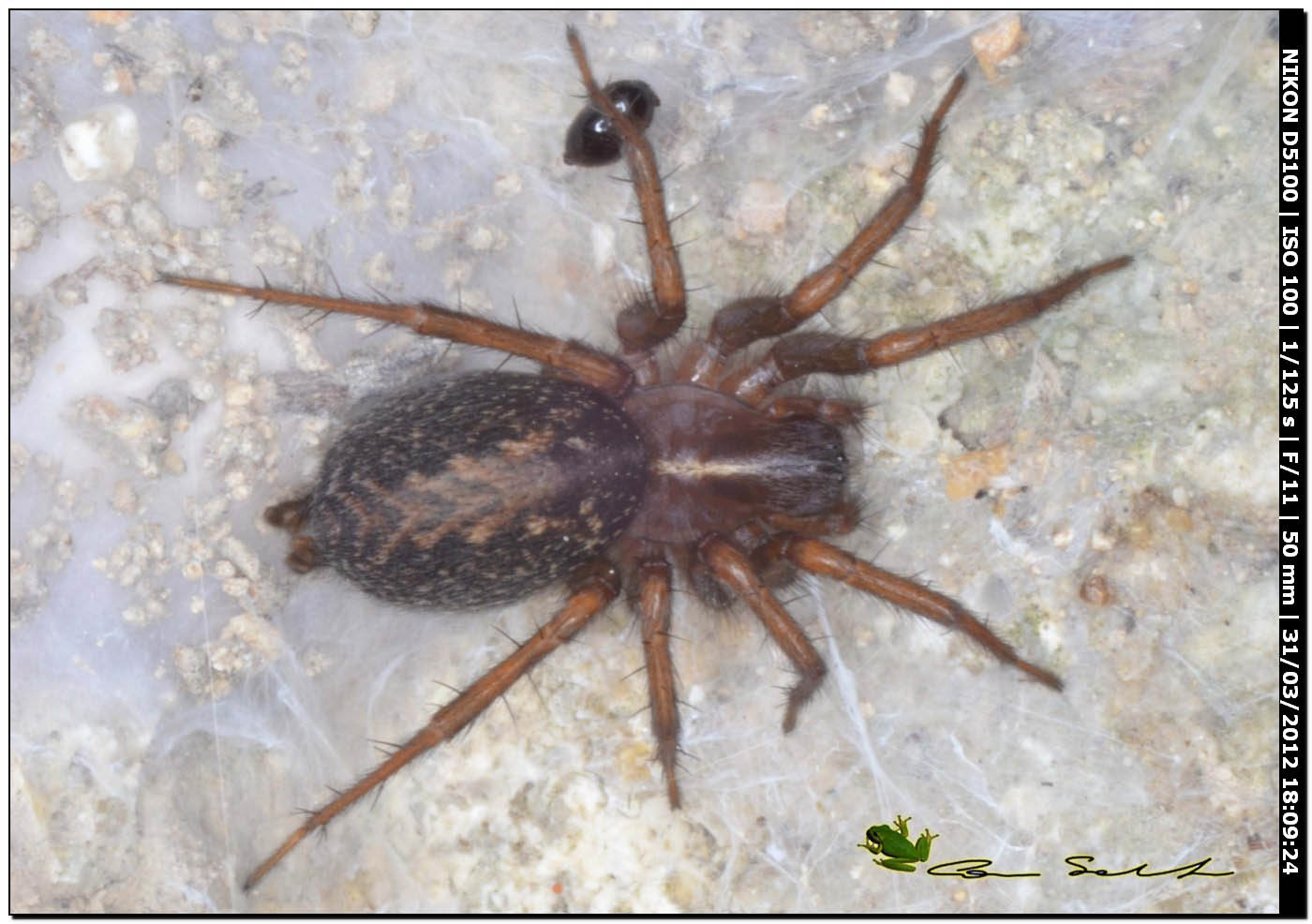 Lycosoides coarctata
