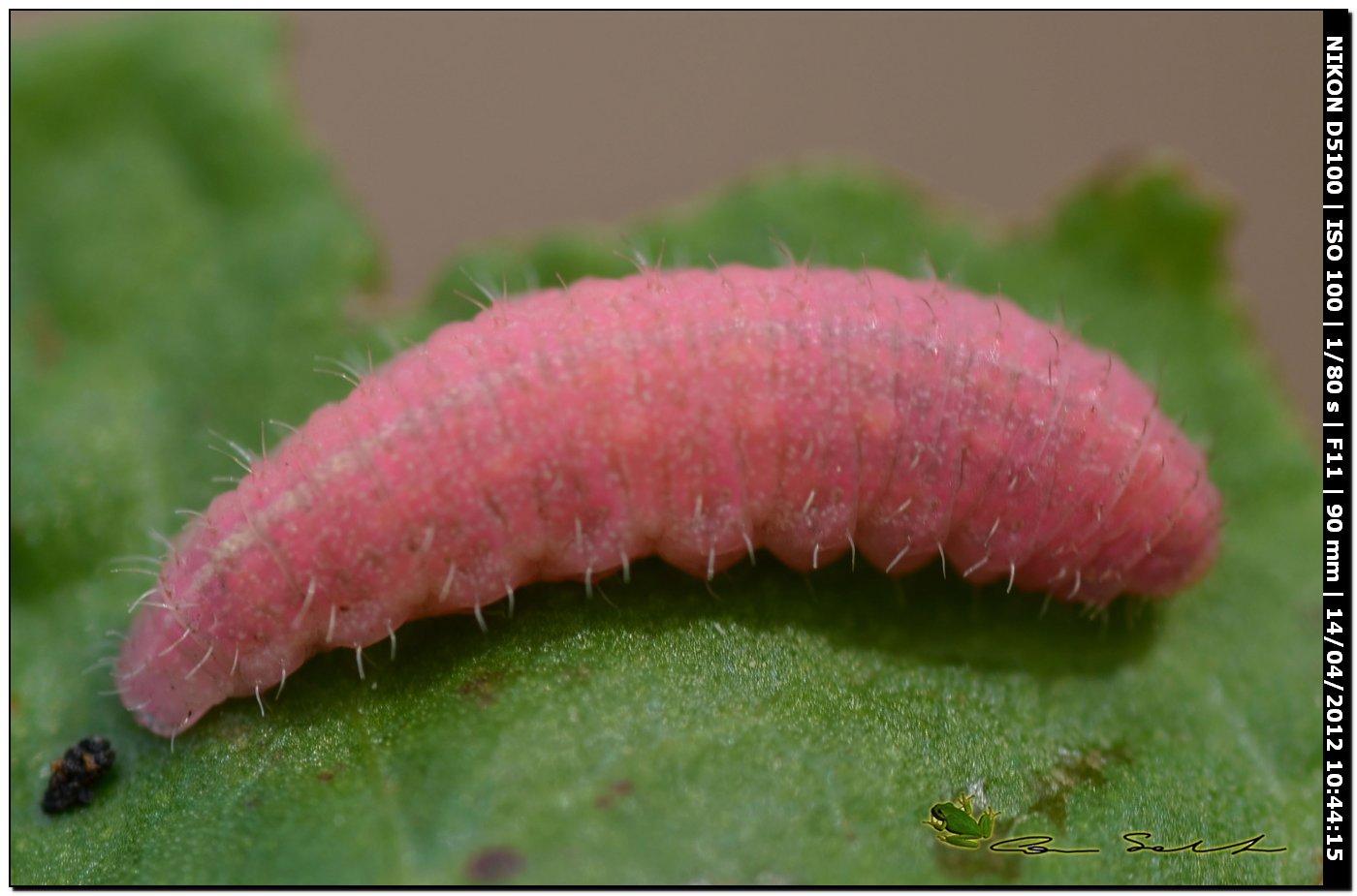 Bruco rosa da id.