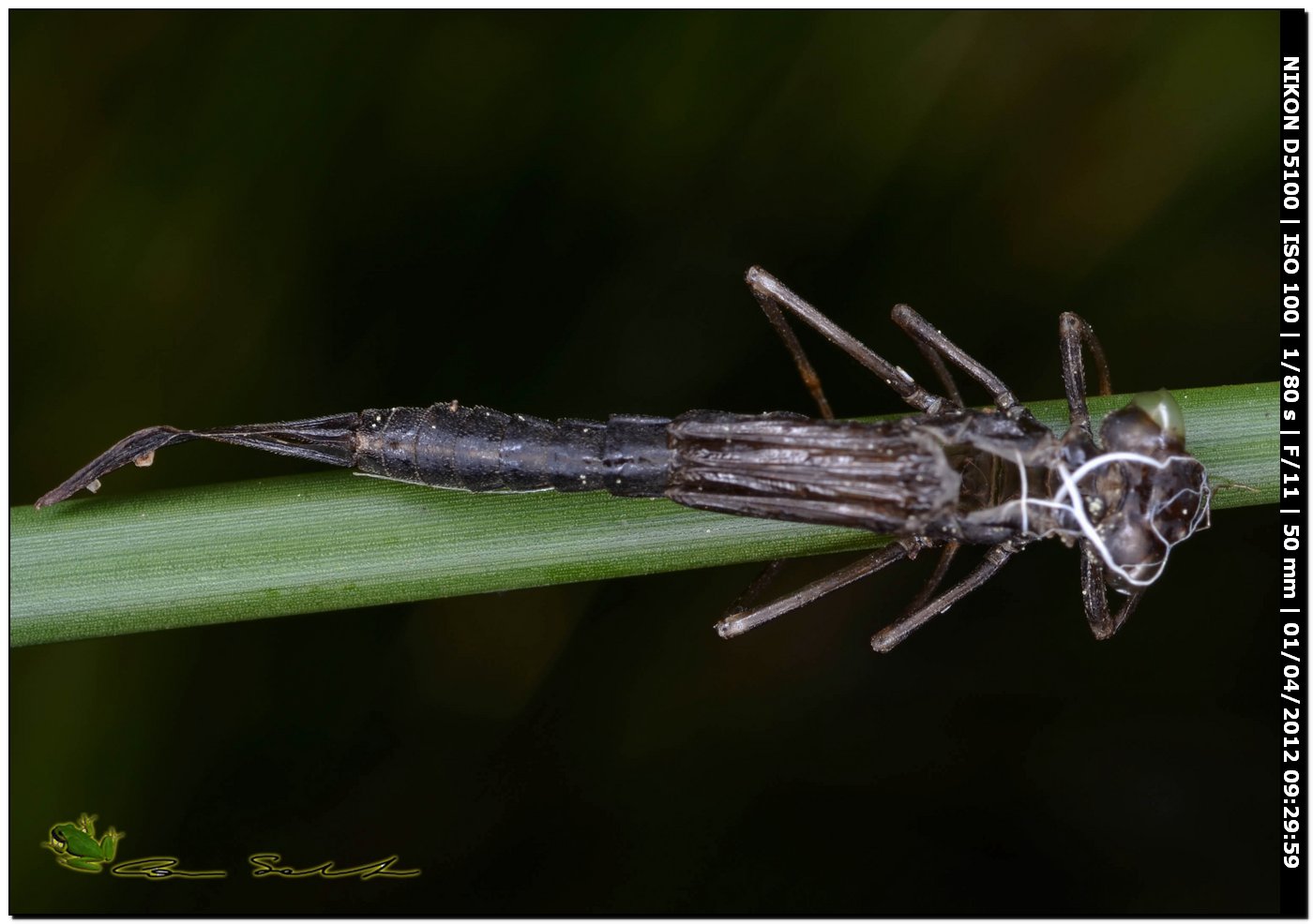 Exuvia di Ischnura genei