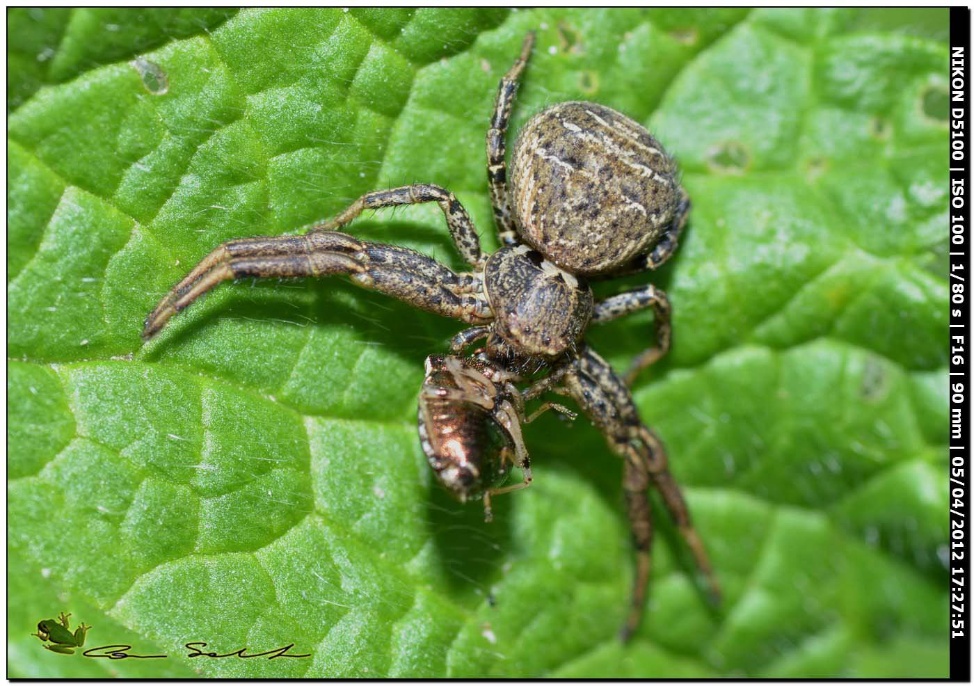 Xysticus sp. con preda
