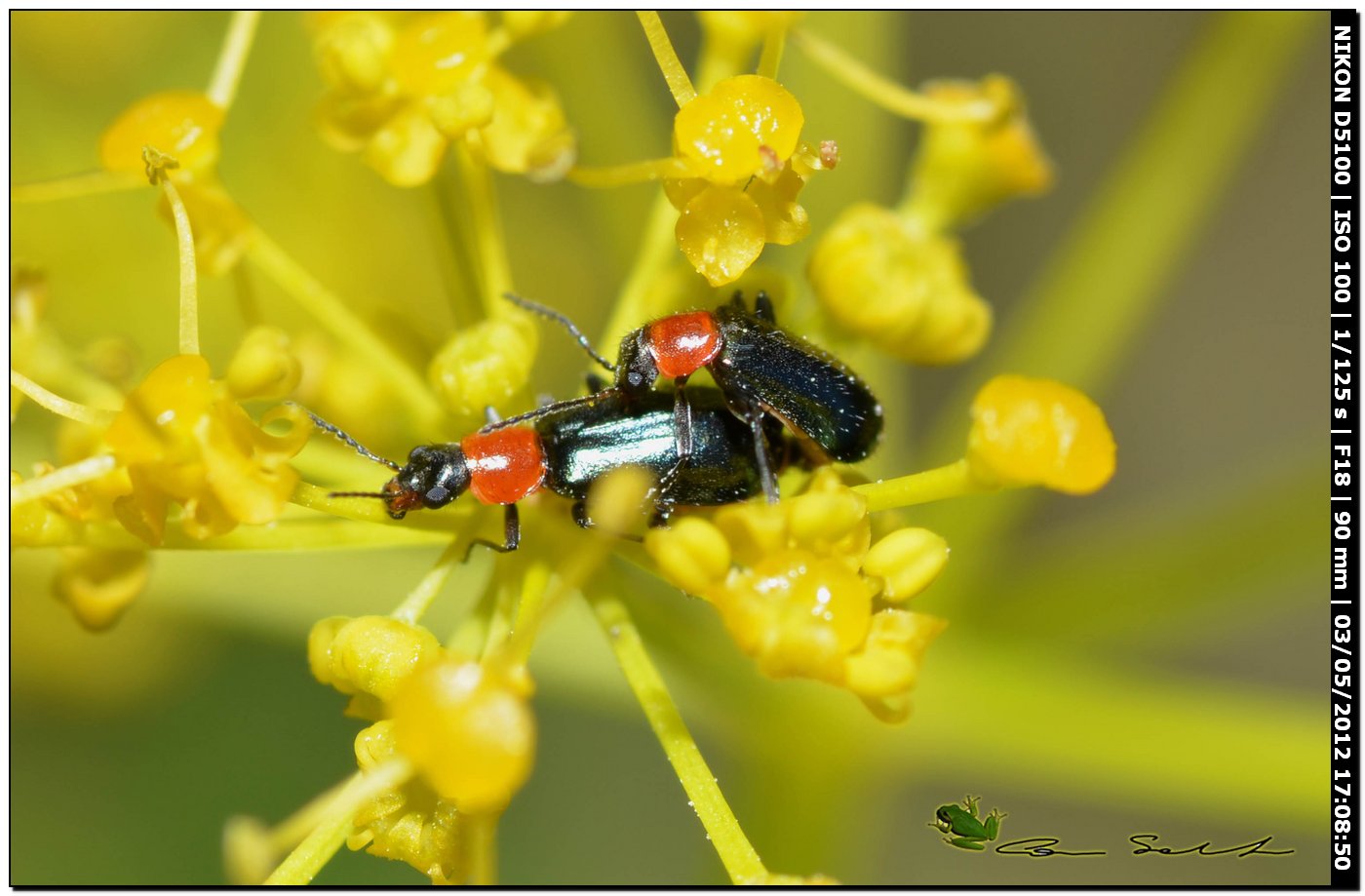 Cantharis sp.? No. Malachiidae; probabile Attalus cyaneus