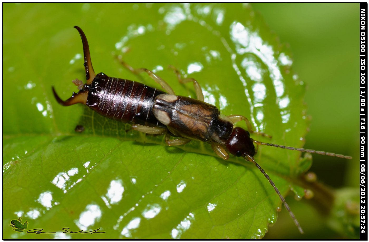 Forficula auricularia ♂