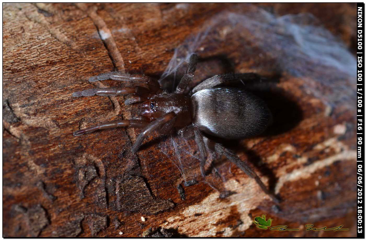 Scotophaeus sp.