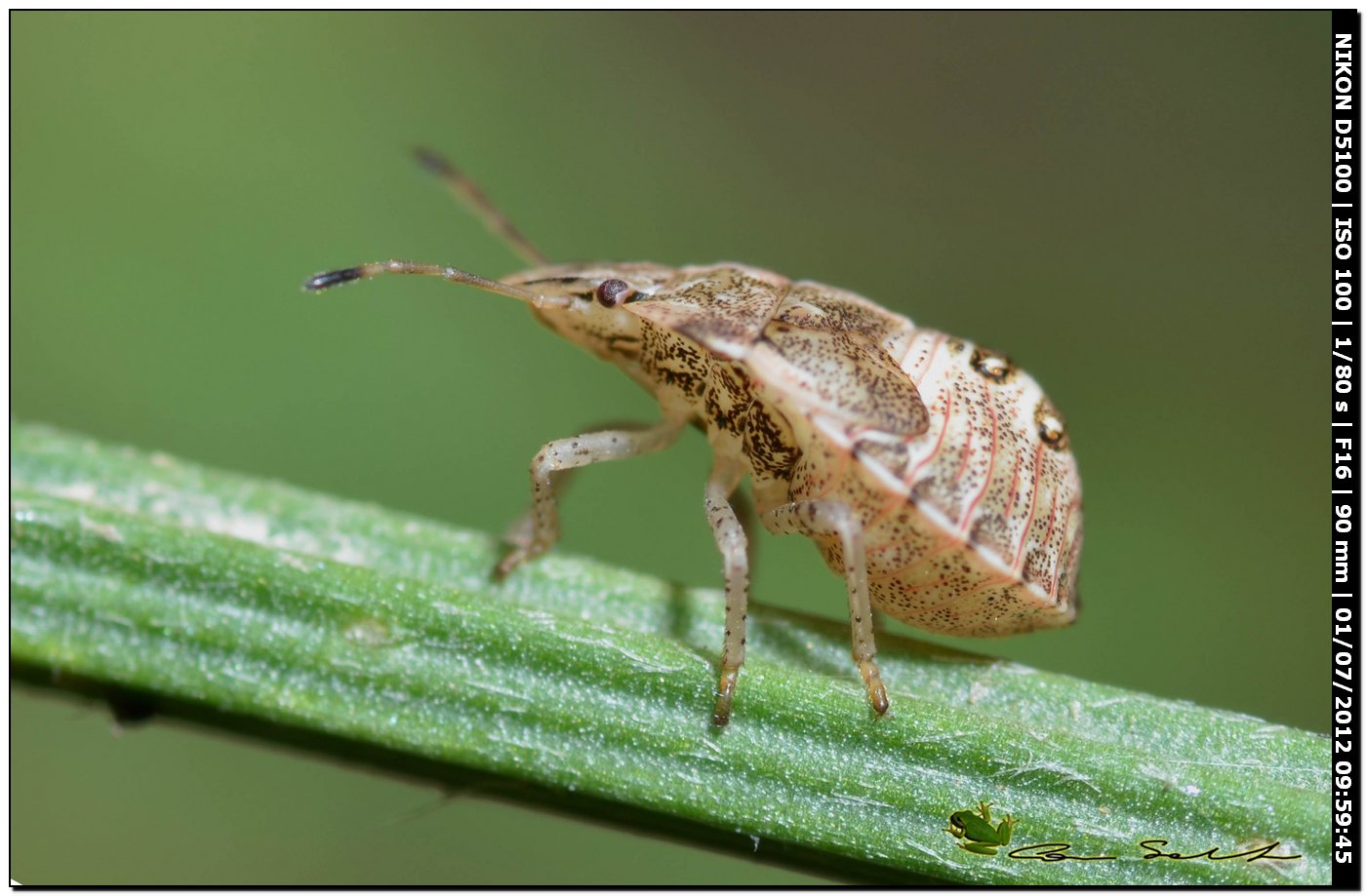 Pentatomidae: Dyroderes umbraculatus (juv)  della Sardegna