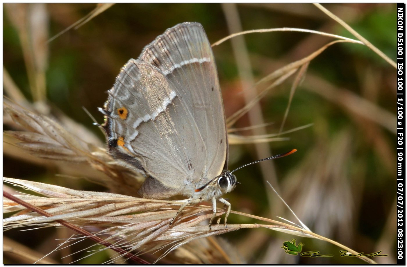 Lycaenidae: Favonius (ex  Neozephirus) quercus