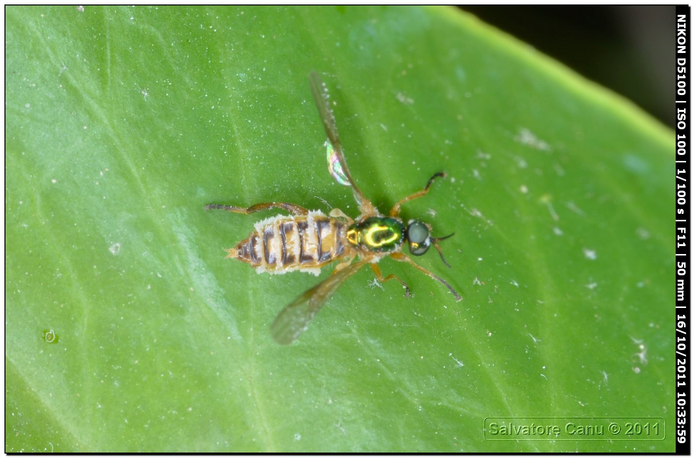 Chorisops sp. parassitata