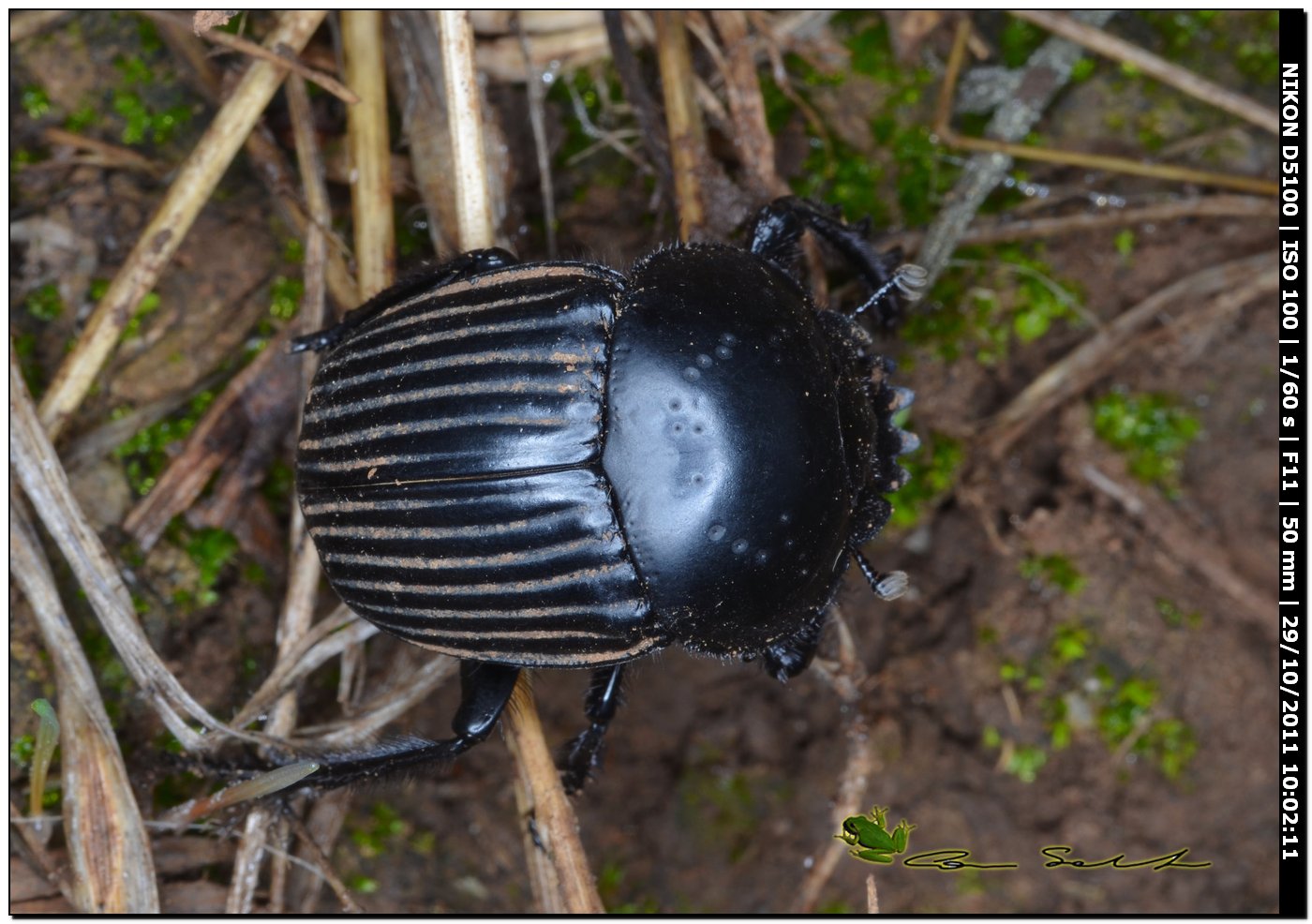 Geotrupidae? no. Scarabaeus laticollis