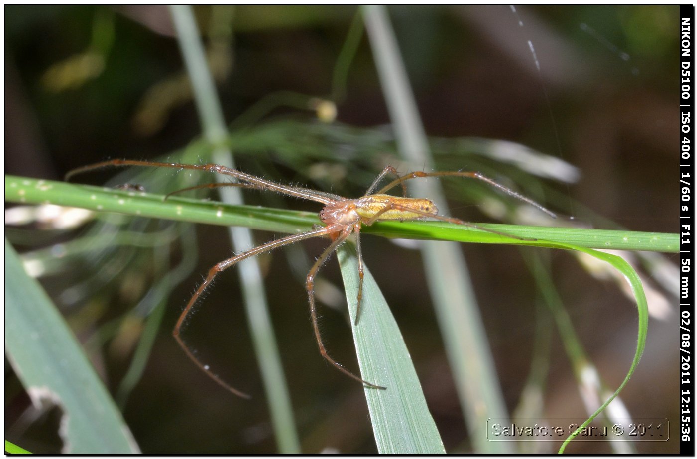 Tetragnatha sp.