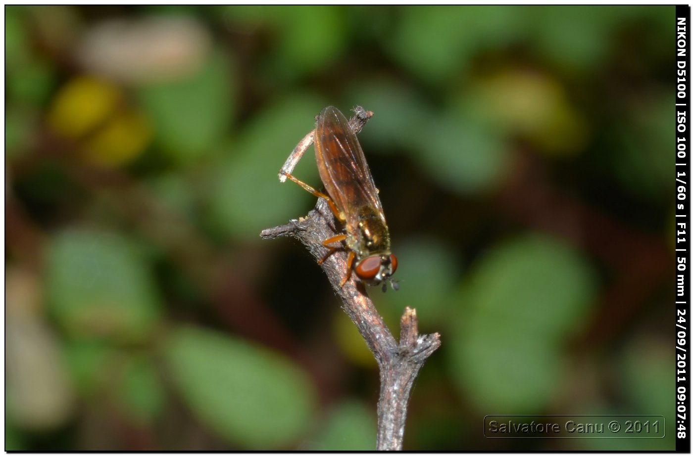 Platycheirus fulviventris