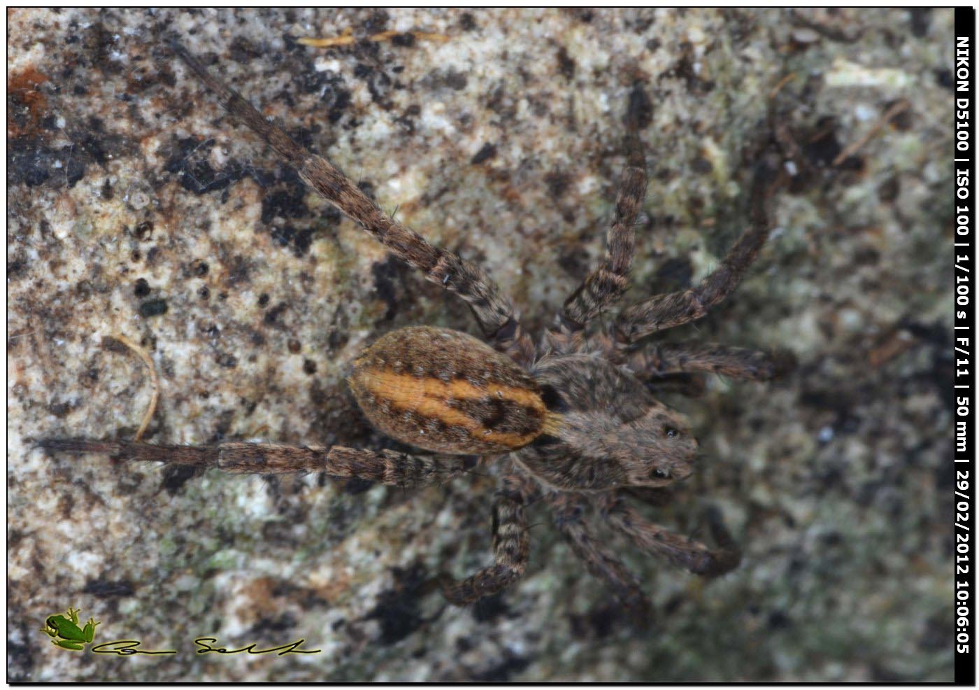 Alopecosa sp.  da Usini
