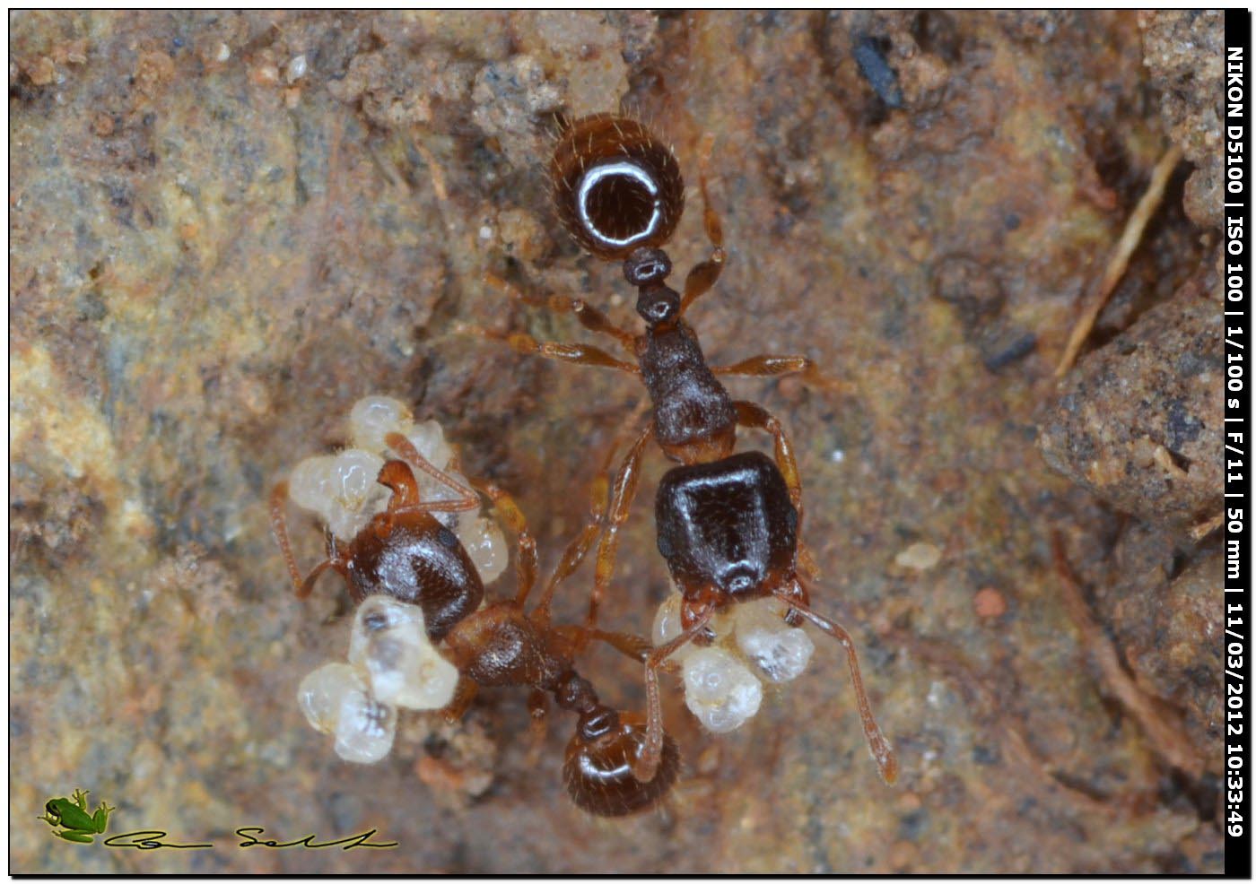 Pheidole con larve? No. Tetramorium sp.