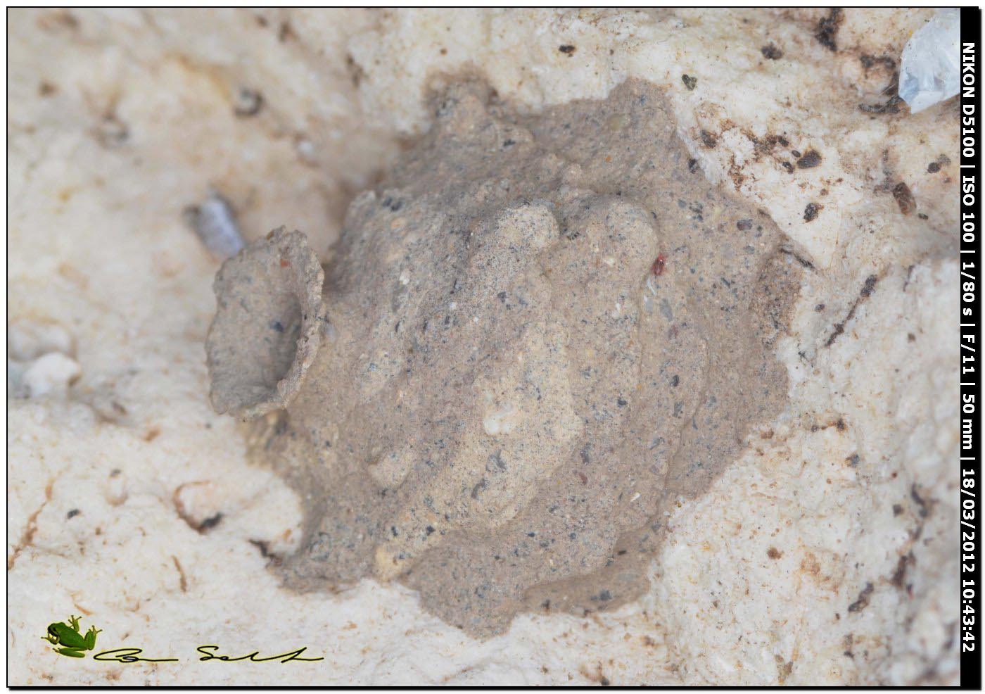 Cella di Eumenes sp.