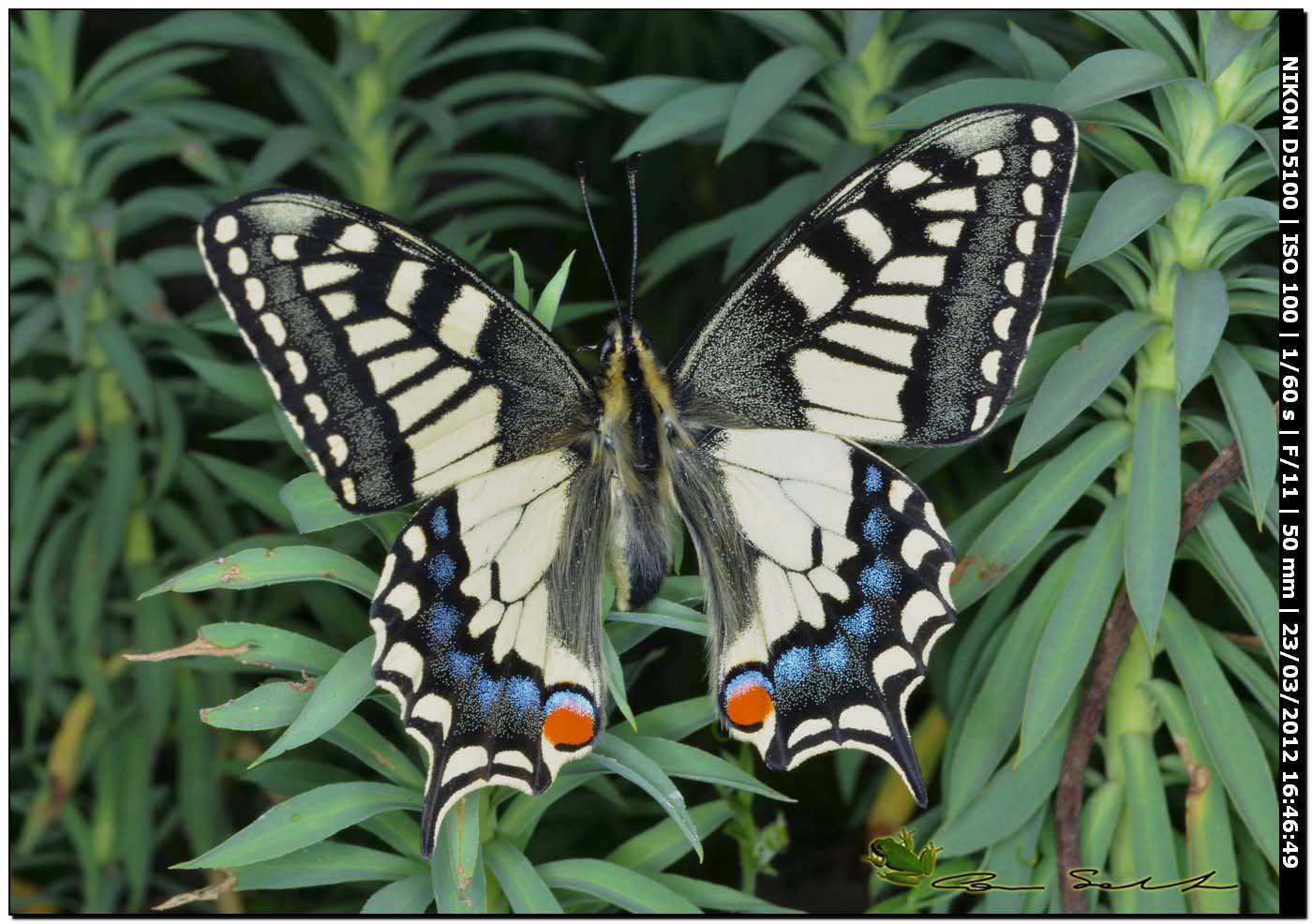 Papilio machaon