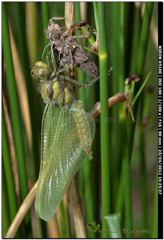 Orthetrum cancellatum, metamorfosi