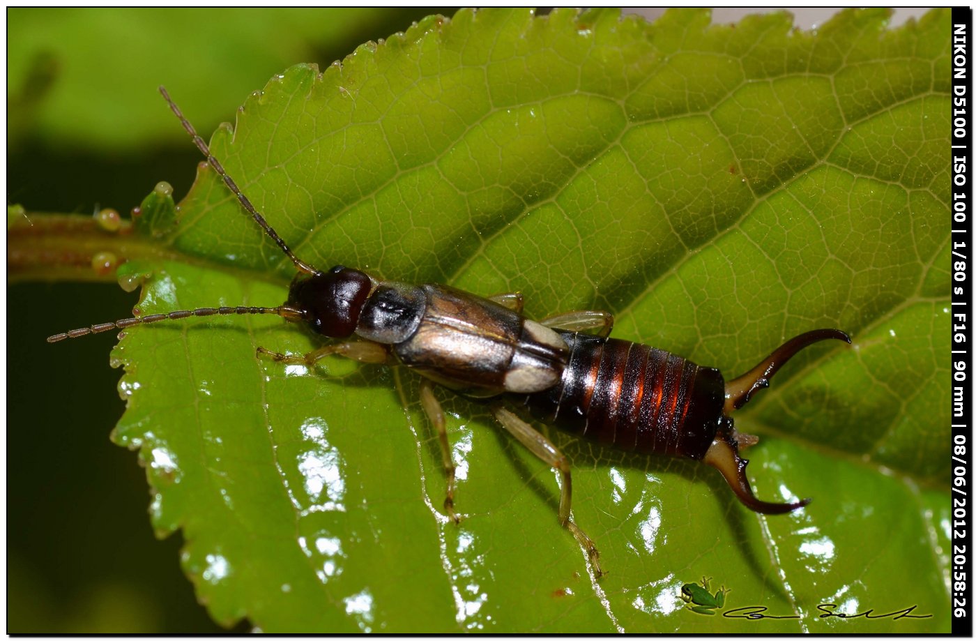 Forficula auricularia ♂