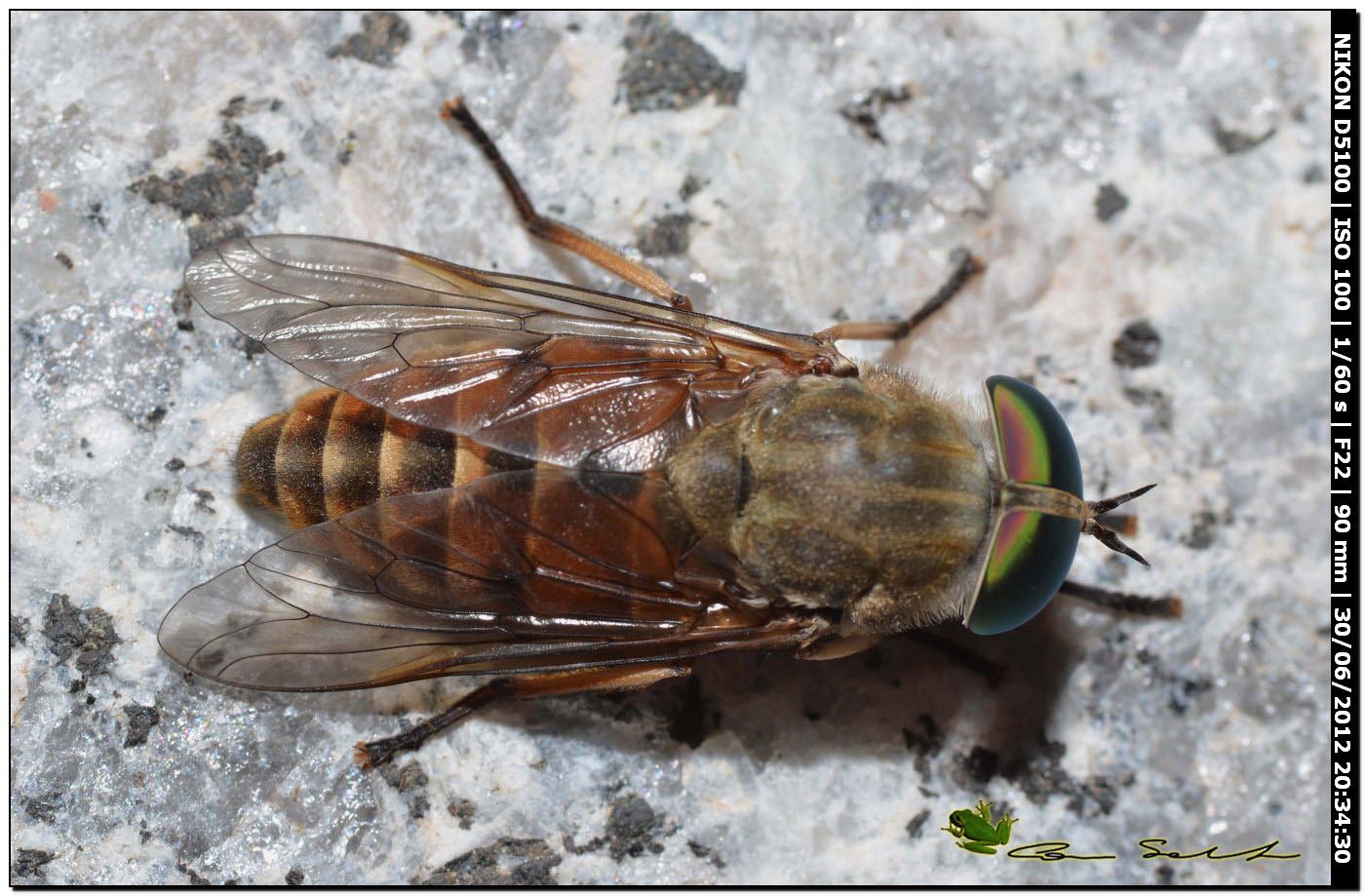 Philipomyia aprica?, Tabanidae