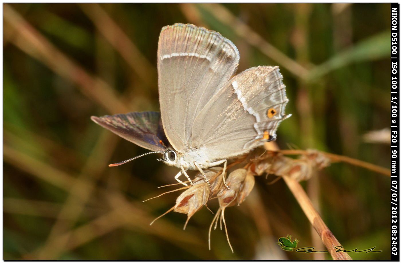 Lycaenidae: Favonius (ex  Neozephirus) quercus