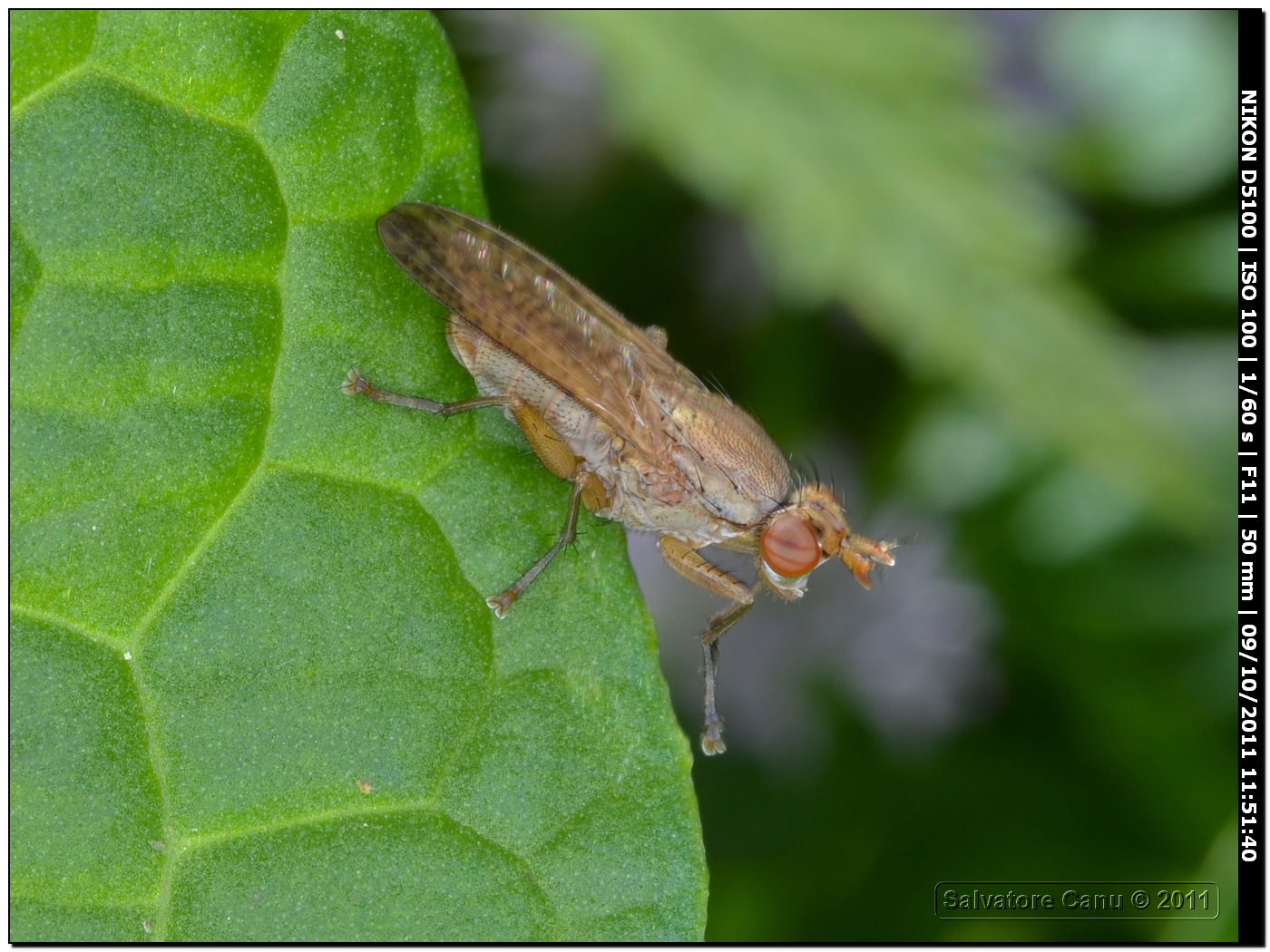 Sciomyzidae:Pherbina cf. coryleti